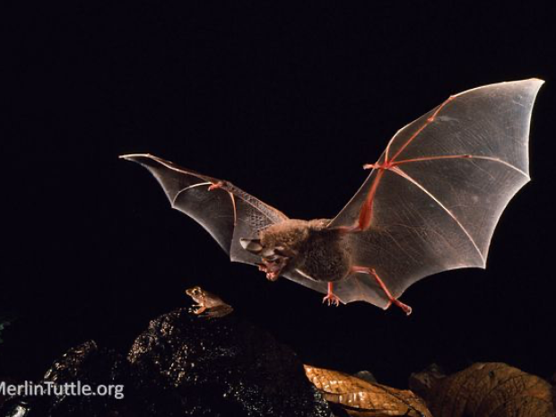 A bat with large black wings extended skims surface of water catching small frog in its mouth. 