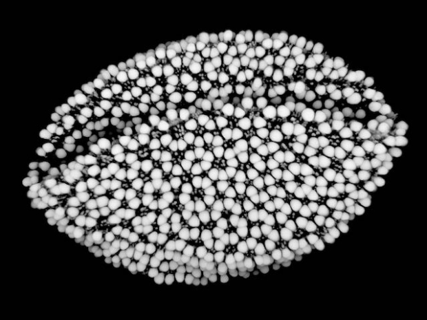 Image of a microscope view of an egg-shape made of tiny white circles