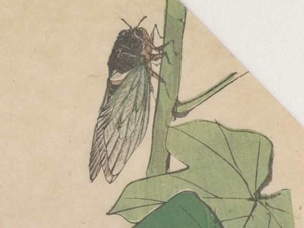 Cicada on branch from the National Museum of Asian Art