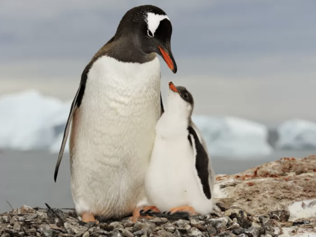 Gentoo penguin chick and adult by Brian Skerry