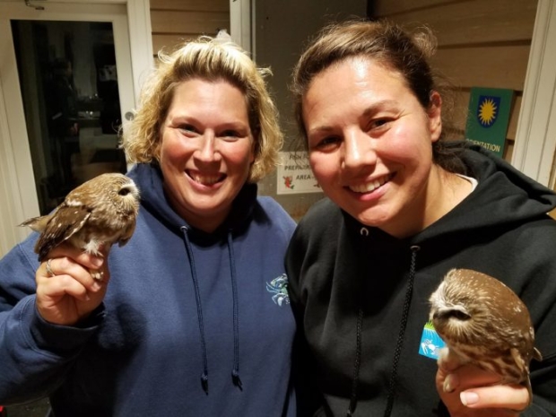 Posing with saw-whet owls