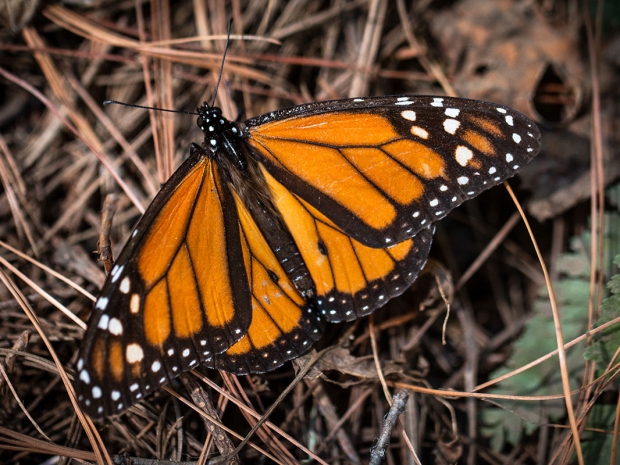 monarch butterfly