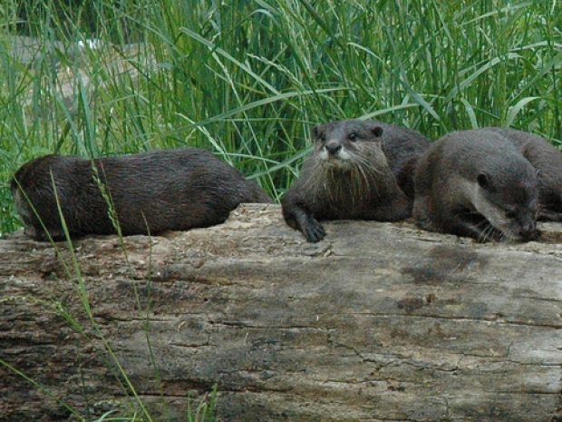 otter family