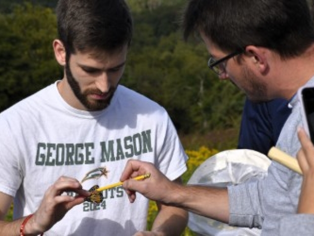 A researcher tags a monarch butterfly wing