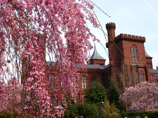 weeping cherry with Castle in the background