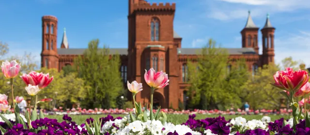 Smithsonian Castle in spring with bright pink tulips