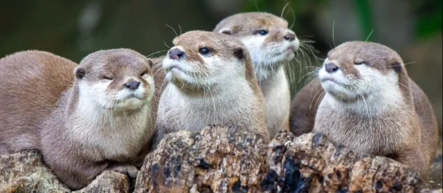 otters on a log