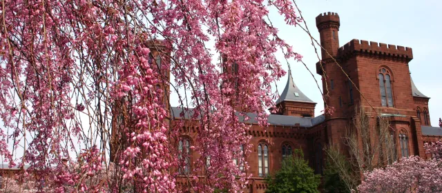 weeping cherry with Castle in the background