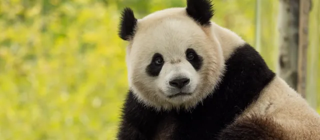 giant panda close up