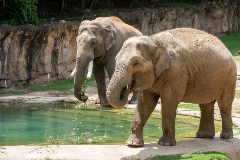 Two large elephants walk in a zoo enclosure near some water.