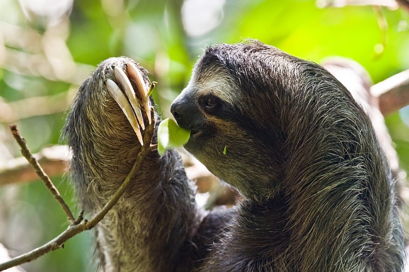 A three toed sloth eating from a tree branch.