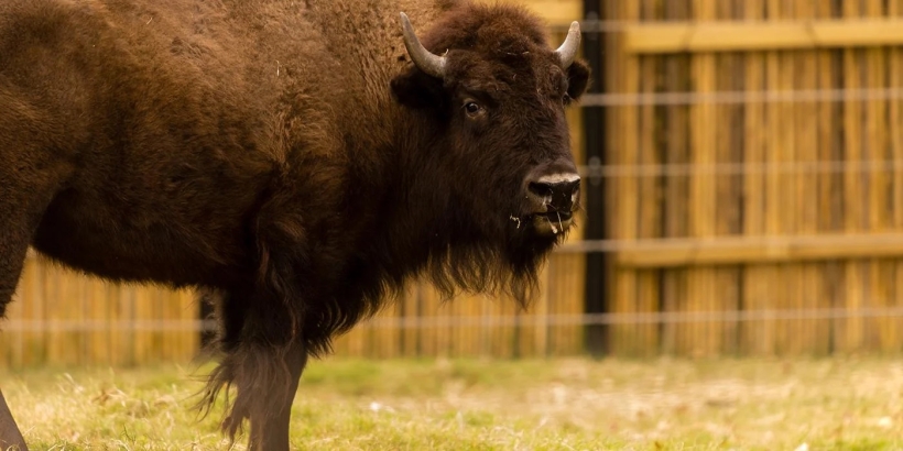 An American bison standing and looking at the camera. 