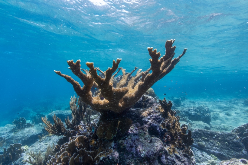 Orange branches of an elkhorn coral head with blue water in the background.