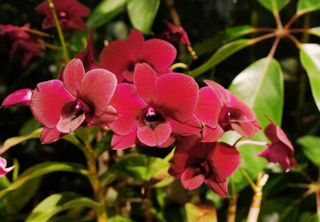 magenta orchid spray