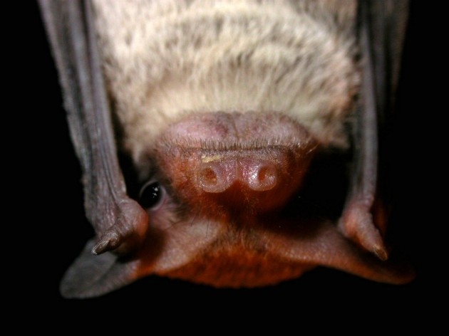 bat face
