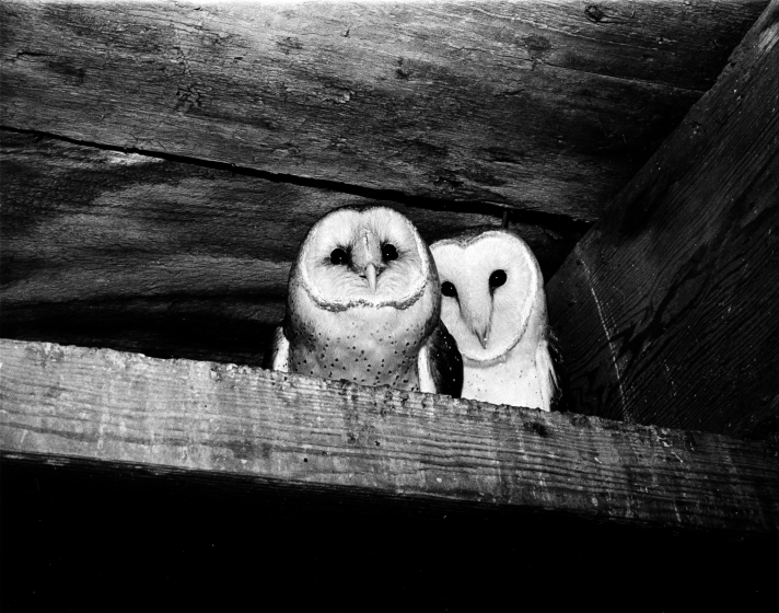 Two barn owls on a perch