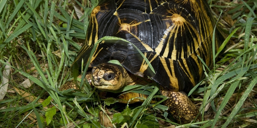 tortoise
