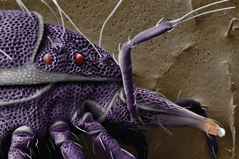 purple mite
