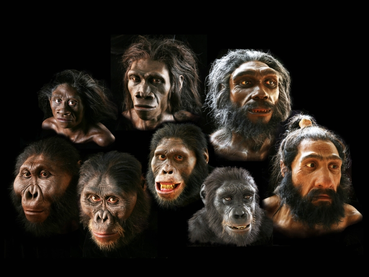 composite of reconstructed faces of eight different early human ancestors leading up to modern humans