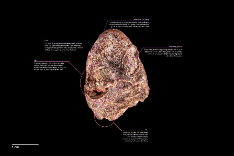 Rough textured skull with graphic text overlayed on picture.