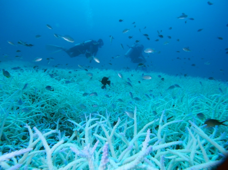 Divers and bleached reef