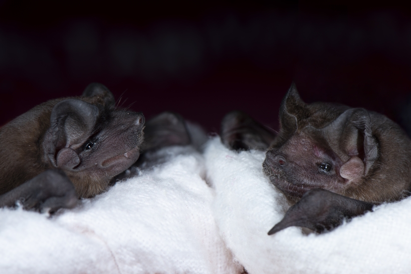 Two small bats on a towel