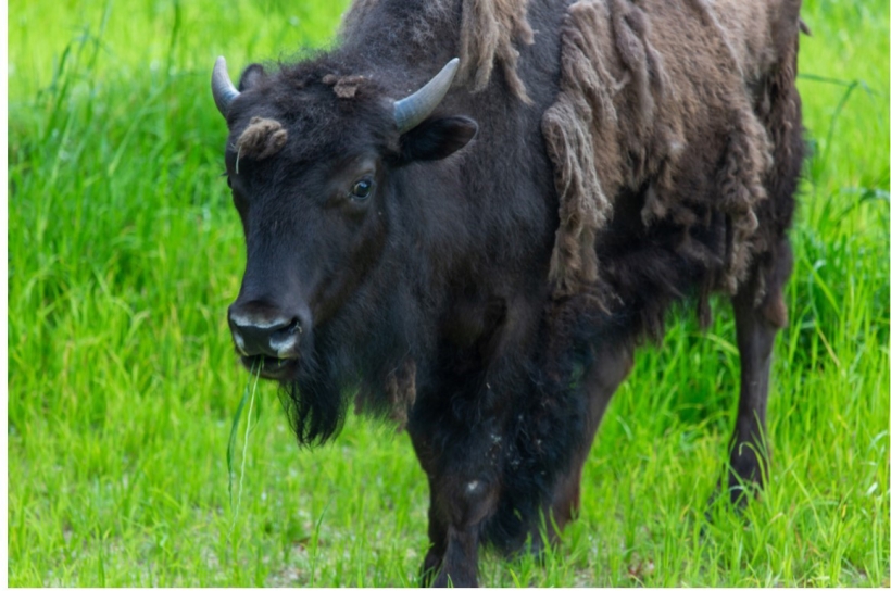 Bison sheddin gits winter coat