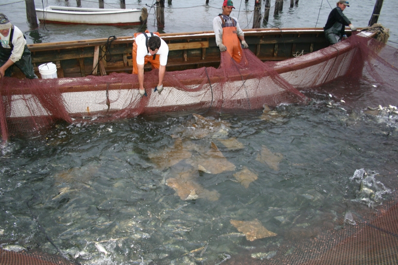 Rays caught in commercial net