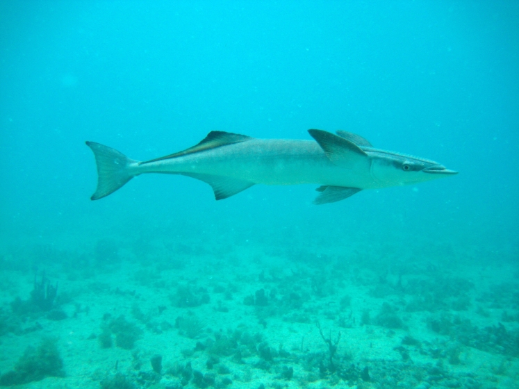 Common remora