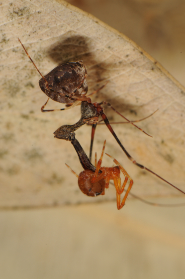 Close up of Pelican Spider