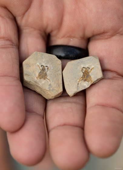 Callichimaera perplexa