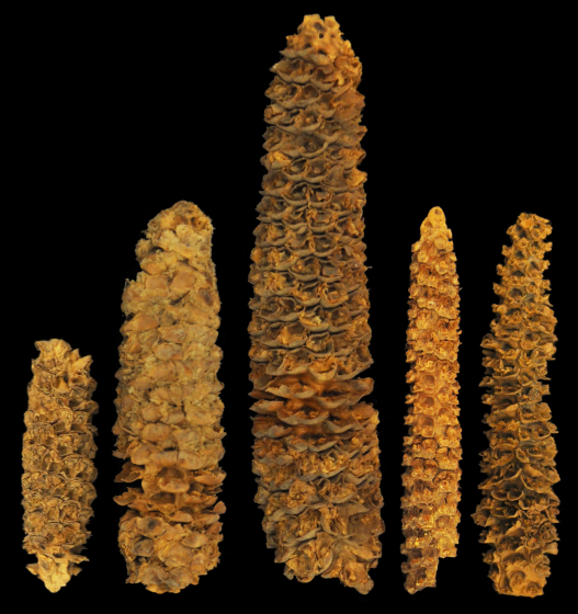 Five ancient corn of varying ages and sizes set against black background