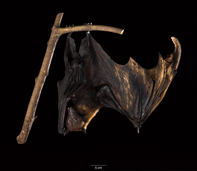 Bat specimen