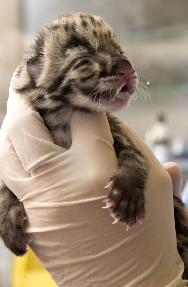 leopard cub held in gloved hand