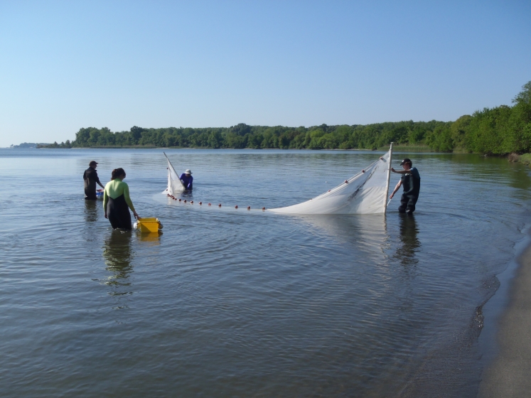 Researchers using net in the Rhode River