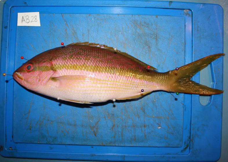 Fish with measurement pins