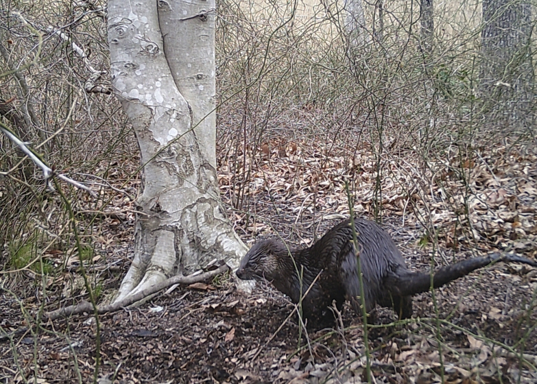 A North American river otter (Lontra canadensis).