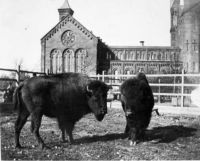 American Bison at the Castle, 1887 – 1889