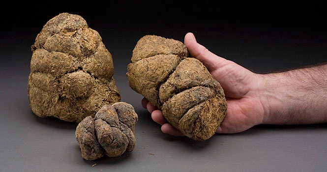 Giant Sloth Dung, Pleistocene Epoch
