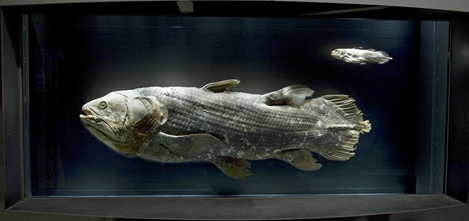 Coelacanth