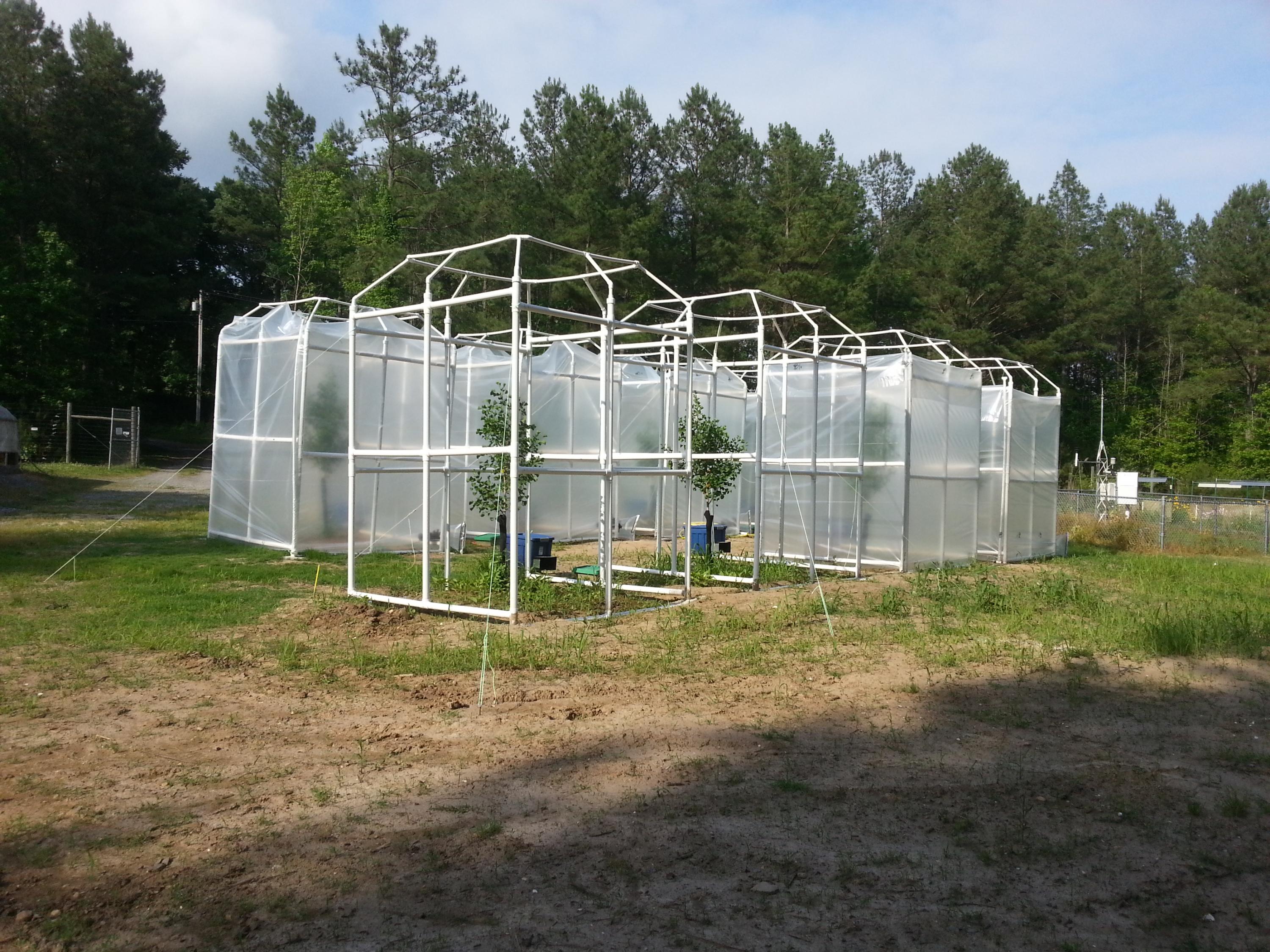Experimental Ginkgo trees at the Smithsonian.